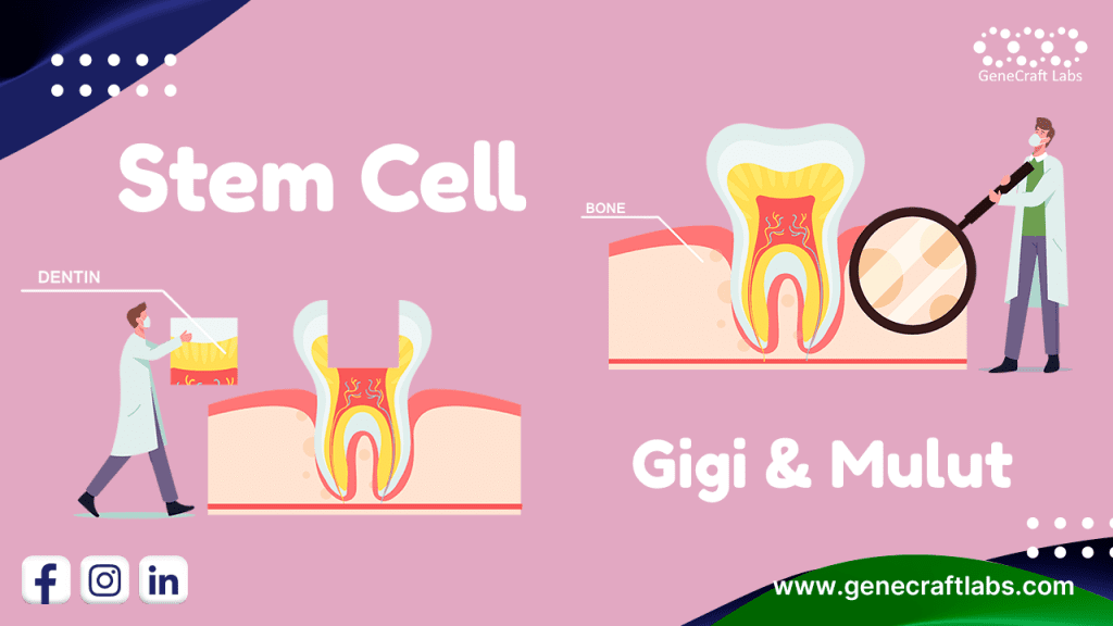stem cell gigi mulut